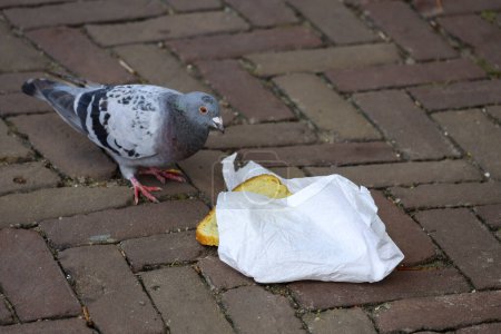 A pigeon pecks food from a bread bag on the street in The Hague the Netherlands