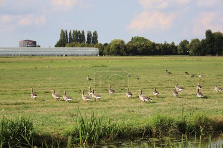 Geese with young on the meadows of the Eendragtspolder in Zevenhuizen in the Netherlands
