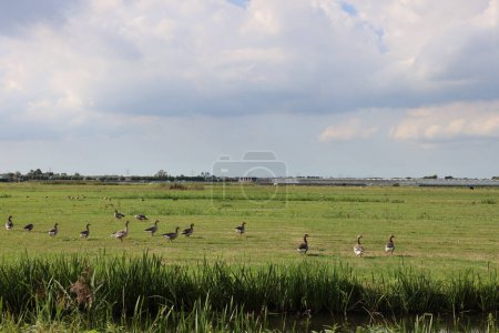 Geese with young on the meadows of the Eendragtspolder in Zevenhuizen in the Netherlands