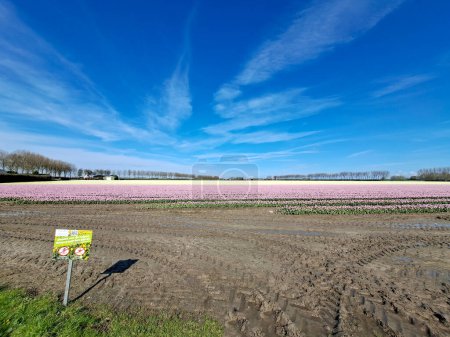 Tulip fields with sign to keep visitors out of fields on the island of Goeree Overflakkee in the Netherlands