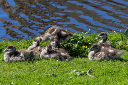 Nile goose with small chicks along the water's edge in the Netherlands