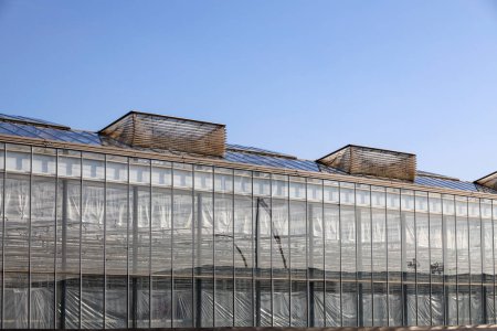 Roof windows opening for fresh air treatment in greenhouses in Bleiswijk the netherlands