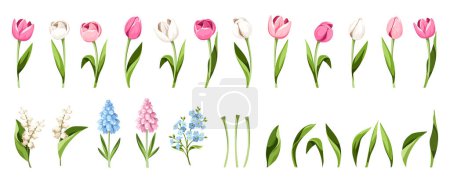 Ilustración de Conjunto de flores y hojas primaverales (tulipanes rosados, azules y blancos, flores de jacinto, flores que no se olvidan de mí y lirios de las flores del valle) aisladas sobre un fondo blanco. ilustraciones vectoriales - Imagen libre de derechos