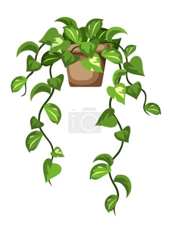 Pothos plant. Climbing houseplant in a pot isolated on a white background. Vector illustration