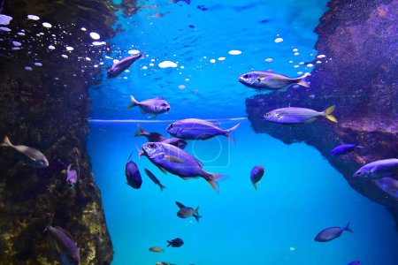 Saint Malo; Frankreich - 30. Juli 2023: das Grand Aquarium