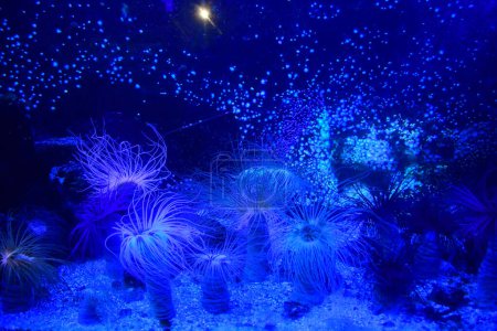 Saint Malo; France - july 30 2023 : sea anemone in the Grand Aquarium