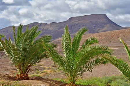 Fuerteventura, Islas Canarias - 15 de marzo de 2024: la pintoresca isla