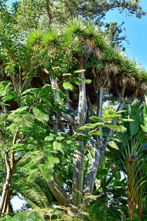 Tenerife, Canary Islands - march 15 2024 : the Orchid Garden in Puerto de la Cruz