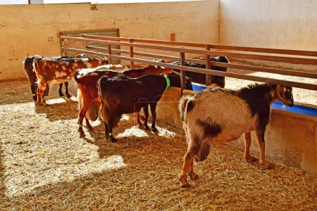 Fuerteventura, Islas Canarias - 15 de marzo de 2024: Finca de Torres, una granja de cabras, famosa por su queso de cabra