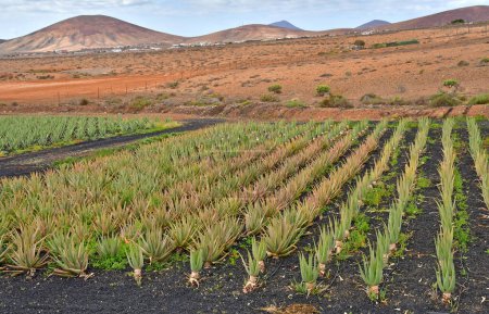 Fuerteventura, Islas Canarias - 15 de marzo de 2024: la fábrica de Aloe Vera cerca de Tiscamanita