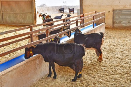 Fuerteventura, Kanarische Inseln - 15. März 2024: Finca de Torres, eine Ziegenfarm, berühmt für ihren Ziegenkäse