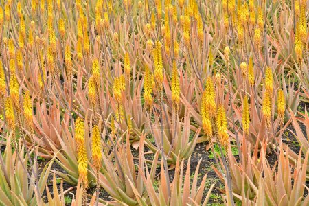 Fuerteventura, Kanarische Inseln - 15. März 2024: die Aloe Vera Fabrik in der Nähe von Tiscamanita