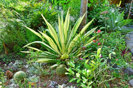Teneriffa, Kanarische Inseln - 15. März 2024: der Orchideengarten in Puerto de la Cruz