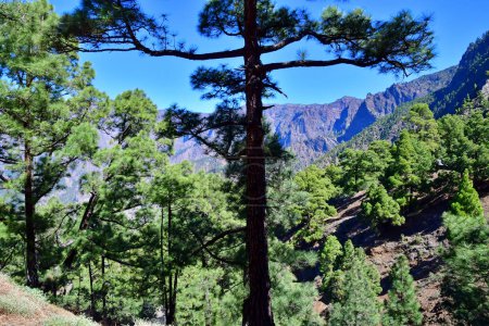 La Palma, Islas Canarias - 15 de marzo de 2024: Parque Nacional La Caldera de Taburiente