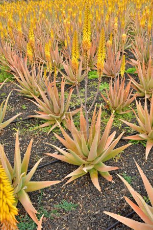 Fuerteventura, Canary Islands - march 15 2024 : the Aloe Vera factory near Tiscamanita