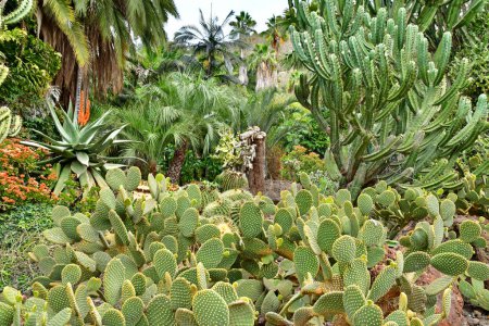 Arucas, Gran Canaria, Kanarische Inseln - 15. März 2024: die Marquessa-Gärten