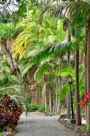 Arucas, Gran Canaria, Kanarische Inseln - 15. März 2024: die Marquessa-Gärten