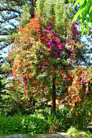 Tenerife, Canary Islands - march 15 2024 : the Orchid Garden in Puerto de la Cruz