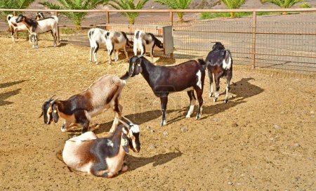 Fuerteventura, Kanarische Inseln - 15. März 2024: Finca de Torres, eine Ziegenfarm, berühmt für ihren Ziegenkäse