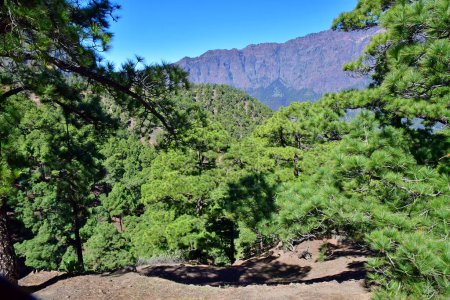 La Palma, Kanarische Inseln - 15. März 2024: Nationalpark La Caldera de Taburiente