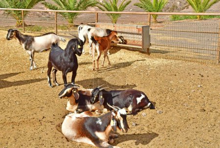 Fuerteventura, Îles Canaries - 15 mars 2024 : Finca de Torres, une ferme de chèvres, célèbre pour son fromage de chèvre
