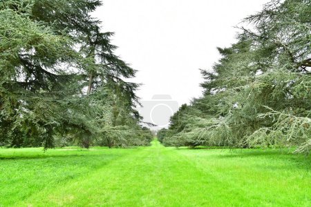 Versalles; Rocquencourt, Francia - 7 de abril de 2024: cedro en el Arboreto de Chevreloup