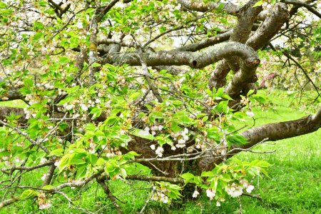 Versailles; Rocquencourt, France - april 7 2024 : japanese cherry in the Arboretum de Chevreloup