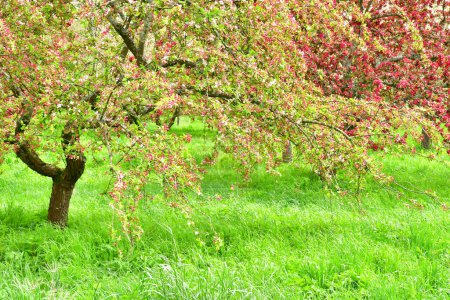 Versailles; Rocquencourt, France - april 7 2024 : Arboretum de Chevreloup