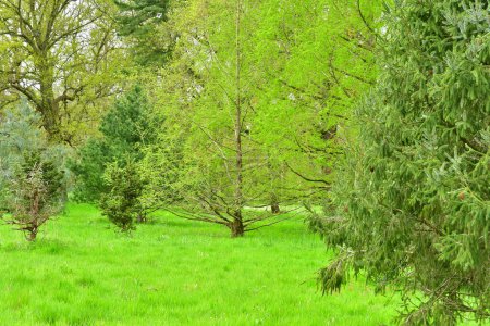Versalles; Rocquencourt, Francia - 7 de abril de 2024: Arboretum de Chevreloup