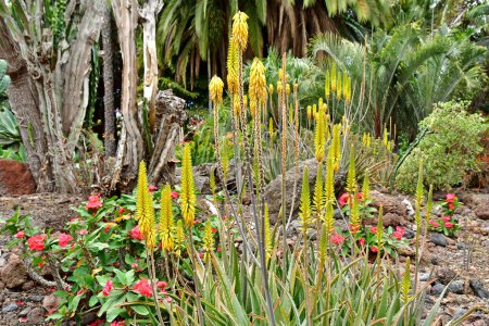 Arucas, Gran Canaria, Islas Canarias - 15 de marzo de 2024: los Jardines de la Marquesa