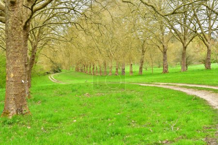 Versalles; Rocquencourt, Francia - 7 de abril de 2024: platanus en el Arboreto de Chevreloup