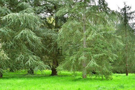 Versalles; Rocquencourt, Francia - 7 de abril de 2024: cedro en el Arboreto de Chevreloup
