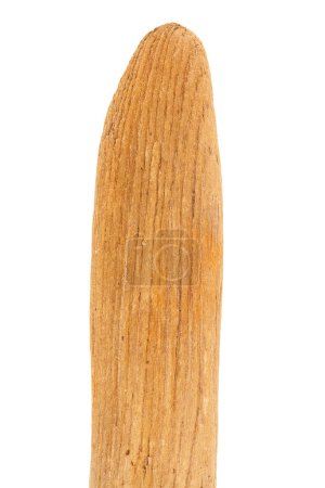 Part of driftwood isolated on white background.