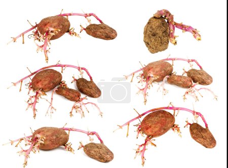 Set of germinated pink potatoes isolated on white background. Big sprouts.