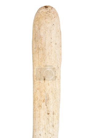Part of driftwood isolated on white background.