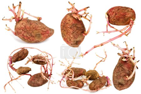 Set of germinated pink potatoes isolated on white background. Big sprouts.