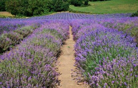 Lavendelfeld in der Nähe des Dorfes Sale San Giovanni, Region Langhe, Piemont, Italien, Europa