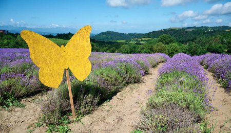 gelbes Schmetterlingsschild auf einem blühenden Lavendelfeld in der Nähe des Dorfes Sale San Giovanni, Region Langhe, Piemont, Italien, Europa