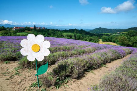 daisy shaped sign on lavender field in bloom near the village of Sale San Giovanni, Langhe region, Piedmont, Italy, Europe