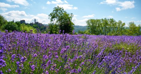 Lavendelfeld in der Nähe des Dorfes Sale San Giovanni, Region Langhe, Piemont, Italien, Europa