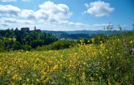 Blühendes Genisteae-Feld mit dem Dorf Sale San Giovanni im Hintergrund, Region Langhe, Piemont, Italien, Europa