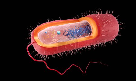 Téléchargez les photos : Illustration de la structure d'une bactérie Gram négatif. - en image libre de droit