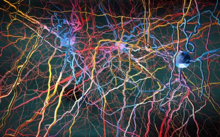Foto de Red neuronal, ilustración conceptual. Esto podría representar un circuito neuronal de neuronas biológicas o una red de neuronas artificiales utilizadas para modelos de inteligencia artificial.. - Imagen libre de derechos