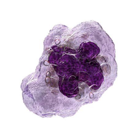 Foto de Ilustración por computadora que muestra la estructura interna de una célula macrófaga, revelando sus componentes y funciones vitales. - Imagen libre de derechos