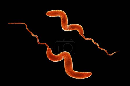Foto de Bacterias Campylobacter, ilustración por computadora. Las bacterias gramnegativas en forma de espiral, Campylobacter jejuni y C. coli, causan campylobacteriosis en humanos. - Imagen libre de derechos