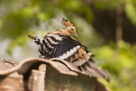Photo for Hoopoe (Upupa epops) mating. This bird is found throughout Europe, Asia, northern and Sub-Saharan Africa and Madagascar. It migrates to warmer tropical regions in winter. It inhabits cultivated ground with short grass where it hunts for insects and w - Royalty Free Image
