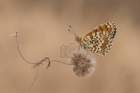 Téléchargez les photos : Melitaea ornata (Melitaea ornata), un papillon de la famille des Nymphalidae. Photographié en Israël en juillet. - en image libre de droit