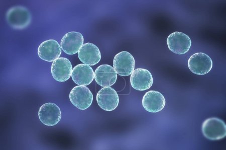 Photo for Computer illustration of Staphylococcus bacteria, a genus of Gram-positive bacteria known for causing various infections in humans. - Royalty Free Image