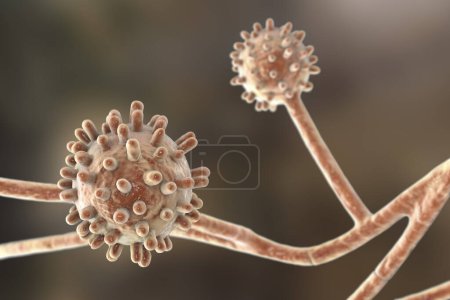 Photo for Computer illustration of Histoplasma capsulatum, a parasitic, yeast-like dimorphic fungus that can cause the lung infection histoplasmosis. This is the mycelial form found in soil enriched by animal excrement. - Royalty Free Image