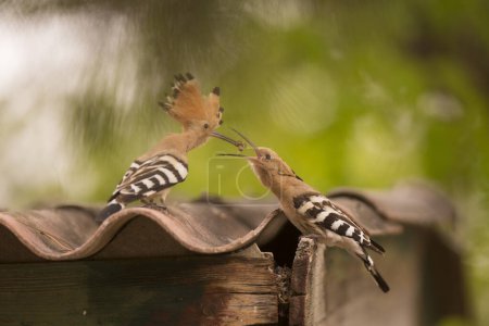 Photo for Hoopoe (Upupa epops) male feeding a female during courtship. This bird is found throughout Europe, Asia, northern and Sub-Saharan Africa and Madagascar. It migrates to warmer tropical regions in winter. - Royalty Free Image